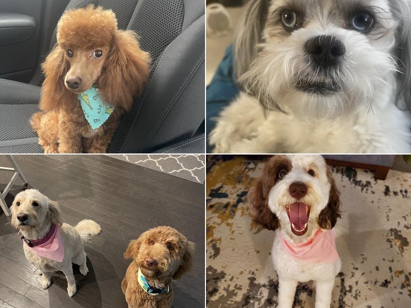 Dog Grooming of Dacula