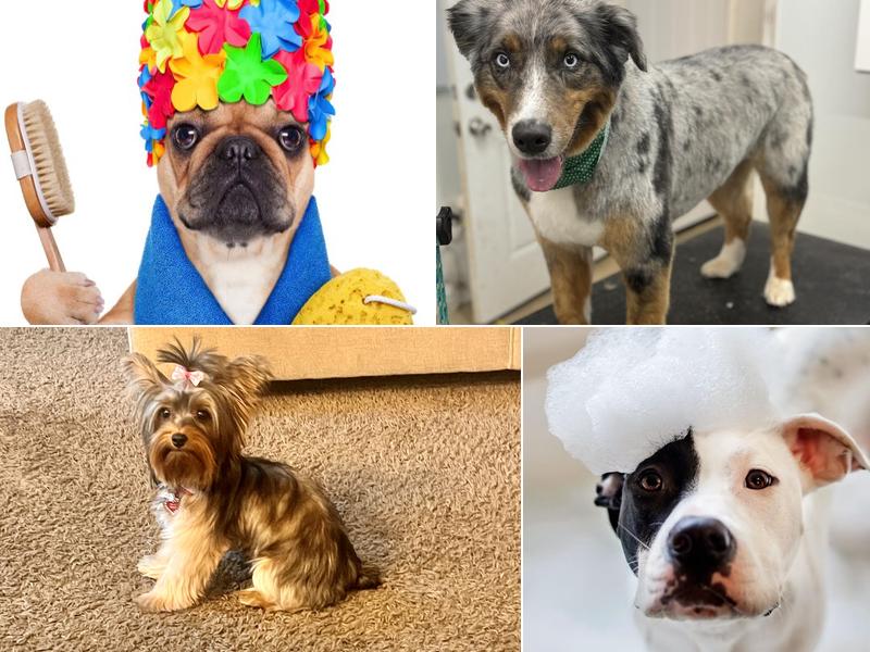 Bubble Puppies Grooming Boutique