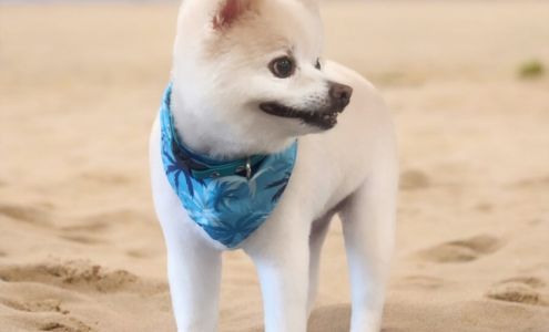 Posh Pet Spa, LLC 344 Tyler Trail, Williamson Georgia 30292