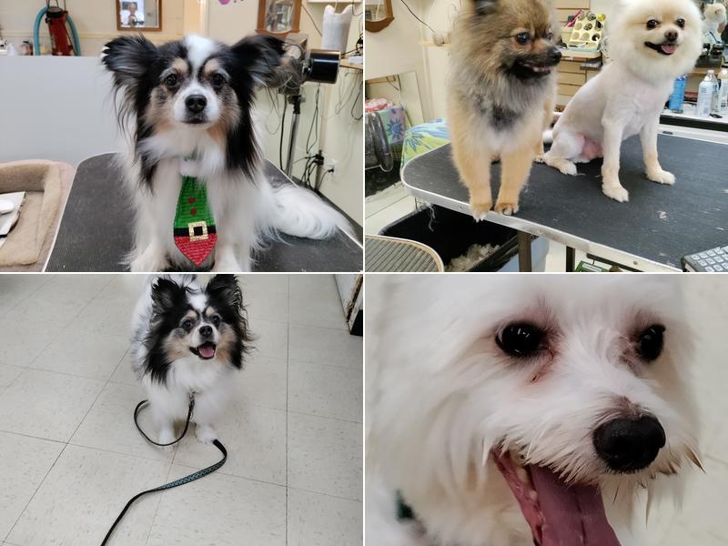 A Woof-A Whinny-A Purr-R