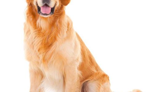 Animal Doctors House Calls