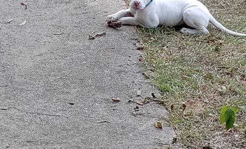 Dublin- Laurens County Humane Society