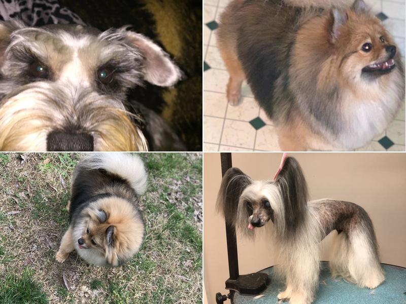 Best Dawg Gone Grooming