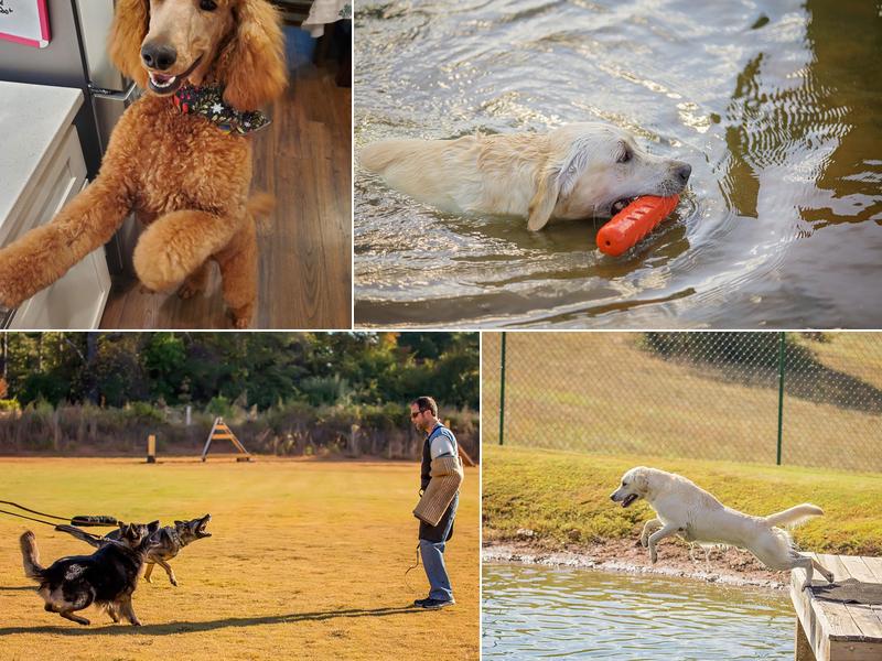 Ashley Hills Pet Center