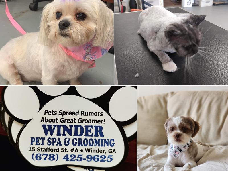 Pet Spa and Grooming