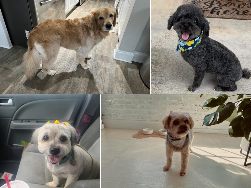 Dog Grooming of Winder