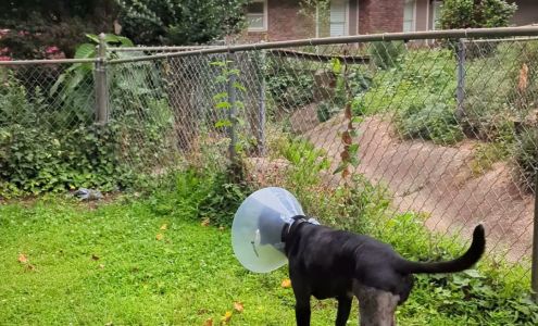 Northlake Veterinary Surgery