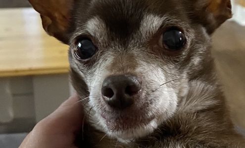 Rivertown Veterinary Emergency - After Hours Animal Clinic