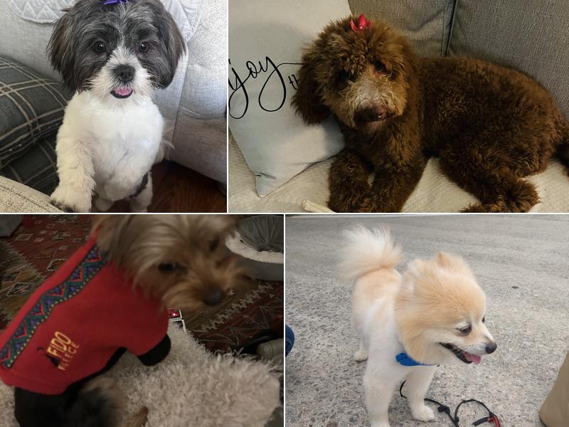 Puppy Love Pet Grooming