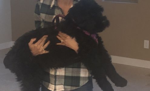 Risen Star Kennel Inc