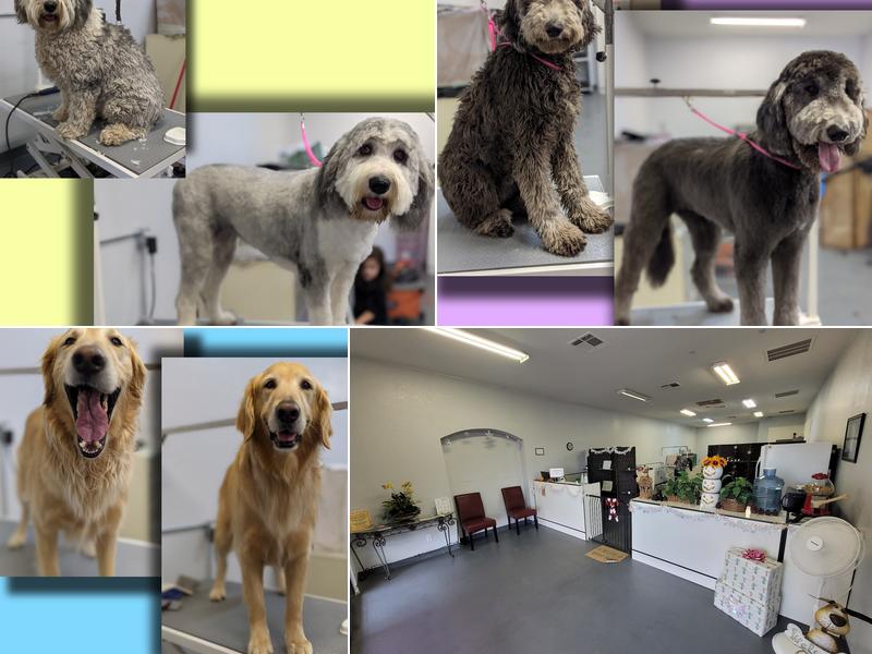 A Class Above Grooming