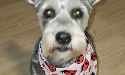 Sandy's Grooming 1610 Riverview Dr #11, Bullhead City Arizona 86442