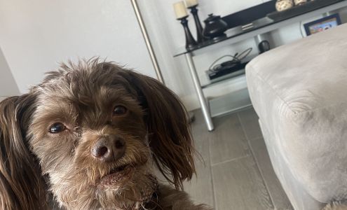 Desert Dogs Grooming 705 Marina Blvd, Bullhead City Arizona 86442