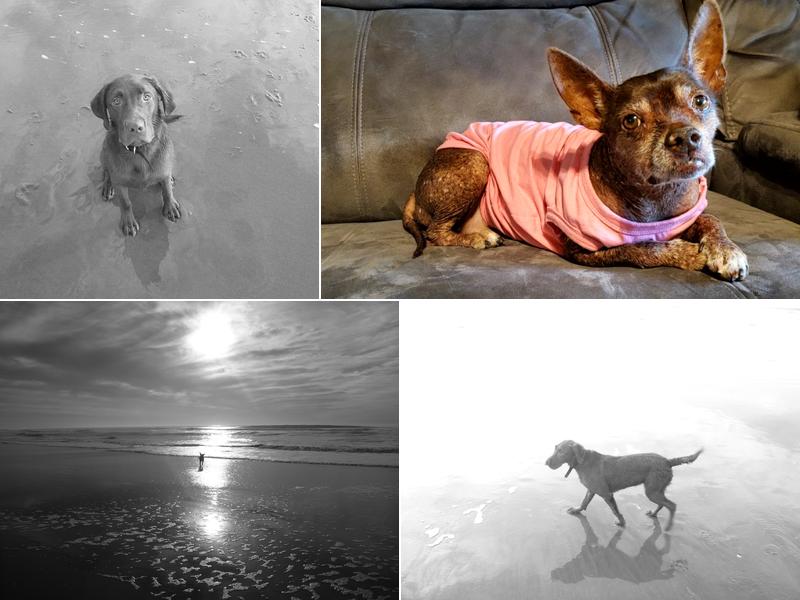 Serenity In Home Pet Euthanasia