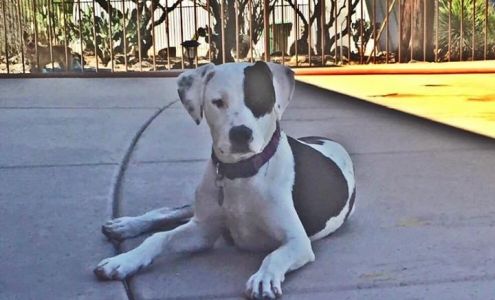 Rockin' Z Doggie Ranch Vail