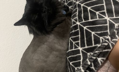 Amber's Mutt Hut 3659 AZ-68, Golden Valley Arizona 86413