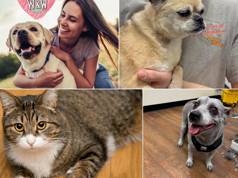 Wags & Whiskers Pet Salon