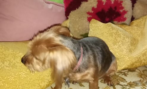 Miriam's Pet Grooming Nogales 60 E Madison St Ste #B, Nogales Arizona 85621