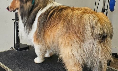 Hillside Canine
