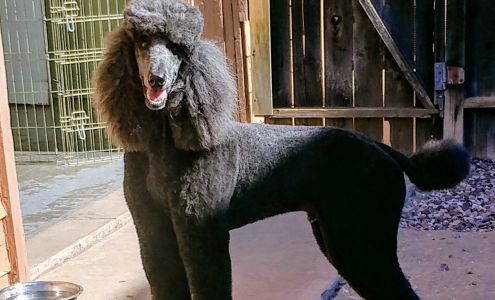 4 Pawz Pet Grooming LLc