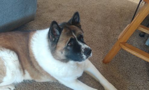 Pets First Grooming 1164 AZ-89, Chino Valley Arizona 86323