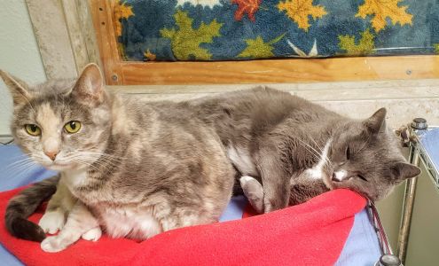 Guardian Angels Cat Club