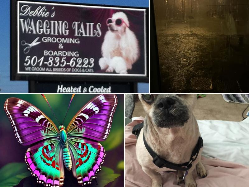 Debbie's Wagging Tails Grooming