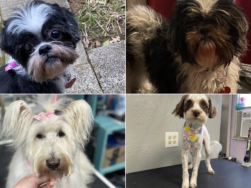 Pampered Paws Grooming