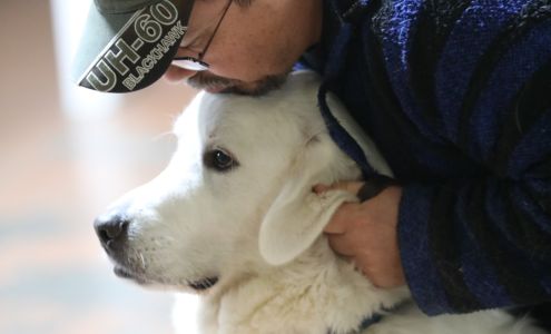 Operation Freedom Paws