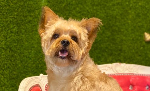 Collar & Comb, Boutique Grooming | Training | Daycare