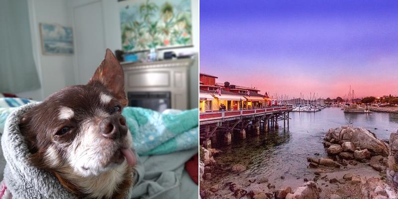 Ophthalmology For Animals