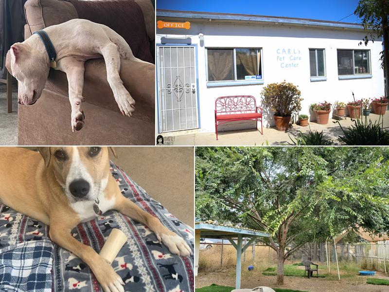 CARL's Pet Care Center