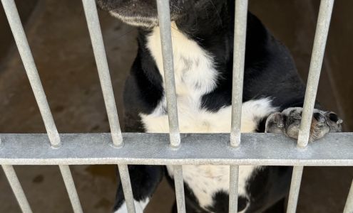 Chula Vista Animal Care Facility Chula Vista