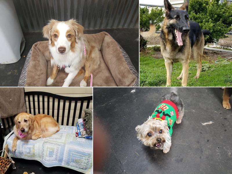 Dusty Dog Soap & Spa