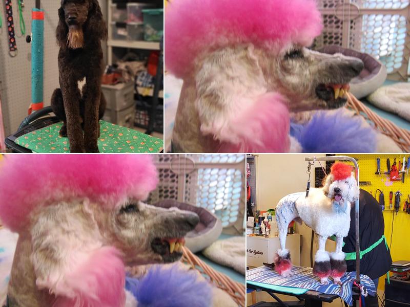 Sandy Paws Pet Grooming