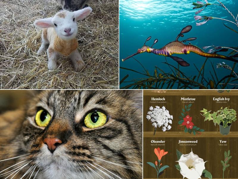 Redwood Veterinary Hospital: Fallini Lorinda DVM