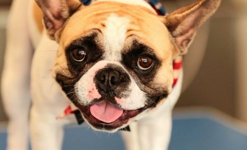 The Dapper Dog Grooming Salon 28 N Lassen St, Susanville California 96130