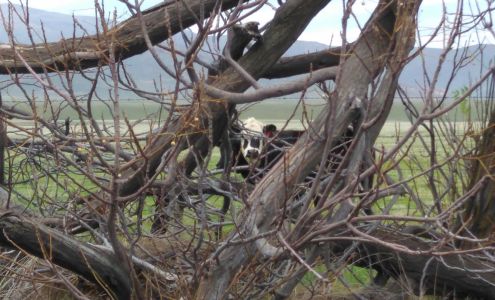 The Country Life Kennels Paicines