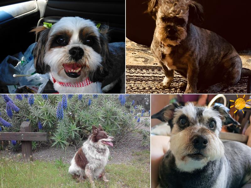 Bark Avenue Pet Salon