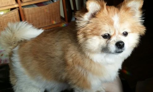 Rub A Dub Dog Grooming 813 Lincoln St, Red Bluff California 96080