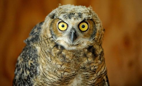 Gold Country Wildlife Rescue