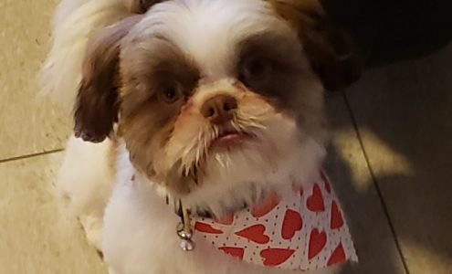 A Doghouse 694 Whiting St, Grass Valley California 95945