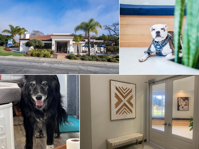 Coast Veterinary Services