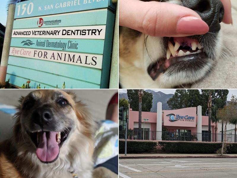 Advanced Veterinary Dentistry