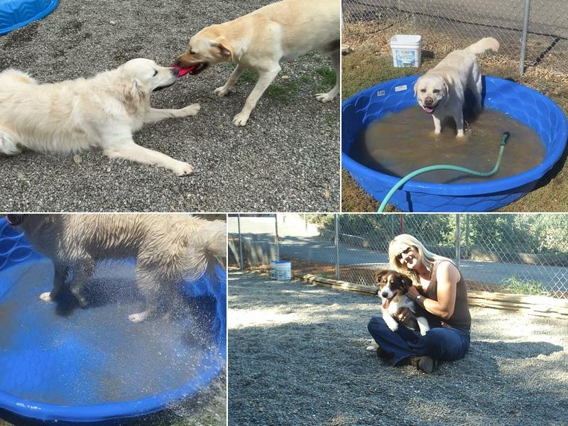 Bridewell Hilltop Boarding Kennels & Cattery