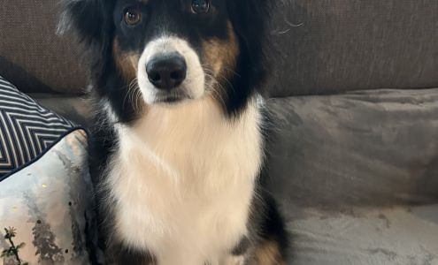 Dirty Dog Pet Salon 416 Placerville Drive, Placerville California 95667