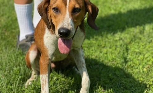 New Fairfield-Sherman Animal New Fairfield