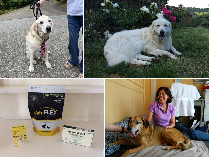 Veterinary Acupuncture and Herbal Medicine