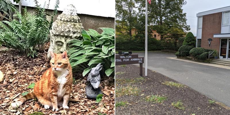 Wilton Hospital For Animals