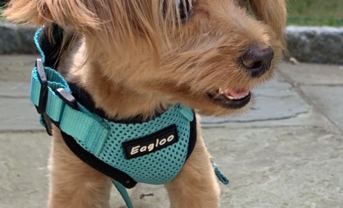 Bone Jour Dog Grooming